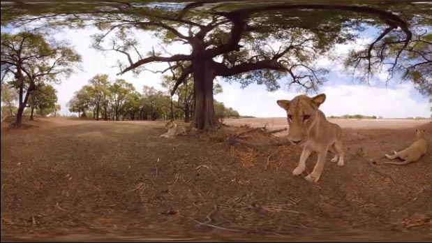 National Geographic vous propose de vous immerger au beau milieu d’un troupeau de lions. L’occasion de découvrir ces animaux fascinants dans leur habitat naturel.